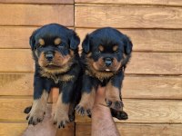 A Şecereli Yavrular Macar Koca Kafa Küt Burun Rottweiler