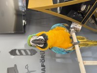 Macaw papağanımız 3 yaşında erkek