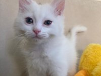 Scottish fold ve british shorthair yavruları