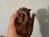 Koyu renk toy poodle bebekler rezerve ilanıdır