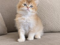 British longhair golden ny dişi erkek kardeşler