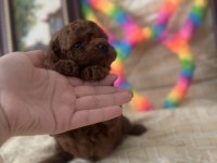 SAFKAN KORE POODLE YAVRULAR