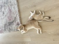 British shorthair dişi