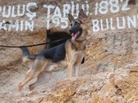 Şecereli alman kurdu köpeğimi sahiplendiriyorum