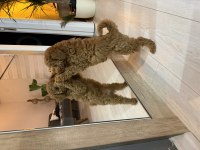 Poodle 2,5 Aylık