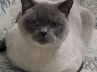 Scottish blue point