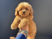 Petmode köpek çiftliğinde ziyarete açık kore maltipoo