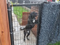 FCI/KIF Secereli 8 Aylık Diş Cane Corso