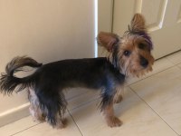 Yavru yorkshire terrier 6 aylık
