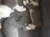 Anne baba orjinal british shorthair