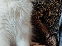 British longhair golden point cy11 33 full şecereli