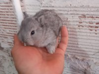 Cüce tavşan yavruları