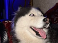 Husky köpeğimize acil yuva aranıyor