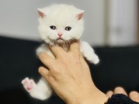 Irk garantili british shorthair yavrularımız