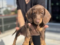 Show kalite chocolate tan mini dachshund yavrumuz