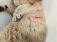 British longhair Golden