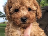 Toy poodle yavrularımız
