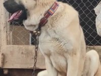 Anadolu çoban köpeği