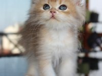 SAFKAN VE SECERELİ SOSYAL OYUNCU GOLDEN SHADED KEDİMİZ