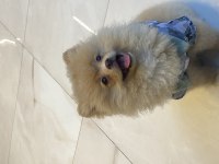 2.5 Aylık Dişi Pomeranian Yavrumuz