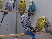 Show Jumbo Muhabbet Kuşları