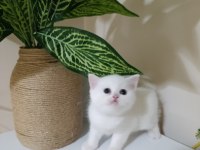 Sevimli british shorthair bebekler