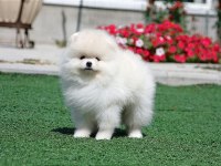 Petmode köpek çiftliğinde ziyarete açık li pomeranian