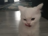 Scottish Fold Kediler