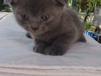 NEVŞEHİRDEN ÜCRETSİZ KEDİLERİMİZ