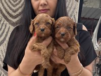 Poodle ayarında maltipoo yavrularım
