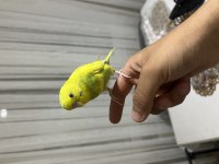 İnsan Gibi Konuşan Muhabbet Kuşu Paşa