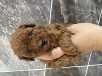 Orjinal toy poodle minyatür yavrular