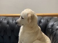 2 buçuk yaşında dişi labrador