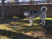 2 buçuk yaşında safkan dişi husky (sibirya kurdu)
