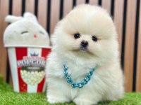 Safkan Pomeranian Boo Yavrularımız
