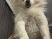 İlgilenemediğimiz için 2 yaşına yakın pomeranian spitz