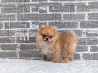 Pomeranian Dişi Yavrumuz