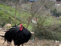 A KALİTE AUSTRALORP VE SILVER WYANDOTTE HOROZLAR