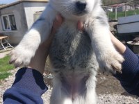 SAF HUSKY (SİBİRYA KURDU) UYGUN FİYATLI
