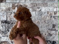 BİBLO GÜZELLİĞİNDE RED BROWN TEACUP POODLE BEBEKLER