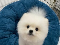 Pomeranian Sahiplenmek İsteyen Arayabilir
