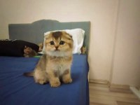Scottish Fold Golden Bebekler
