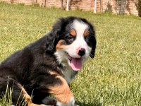 Bernese Yavruları Sağlık ve Irk Garantili