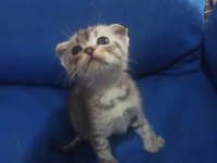 Sahiplendirilecek scottish fold