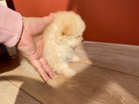 Erkek Pomeranian Yavrumuz