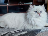 Safkan British Blue Point Yavrular