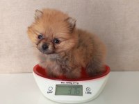 400 GRAM POMERANİAN