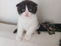 Scottish Fold Smokin