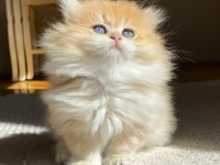 British longhair Ny11 Ny12 bebekler yeni ailelerini bekliyor