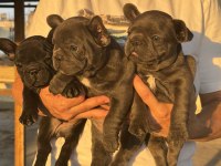 Kaliteli Kan Hattına Sahip French Bulldog Yavruları